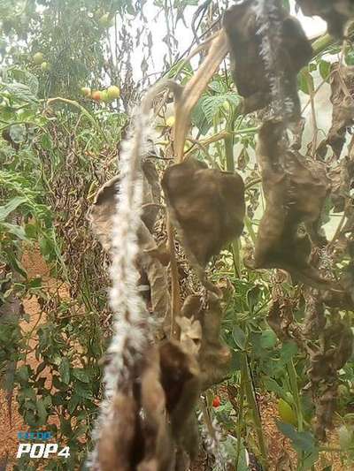 Early Blight - Tomato