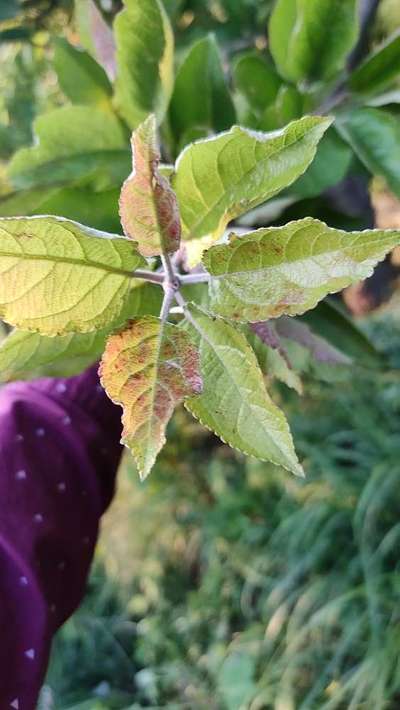 Phosphorus Deficiency - Apple