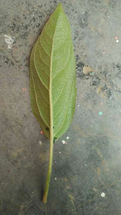 Black Citrus Aphid - Apple