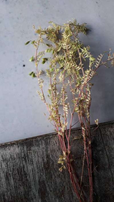 Fusarium Wilt - Lentil