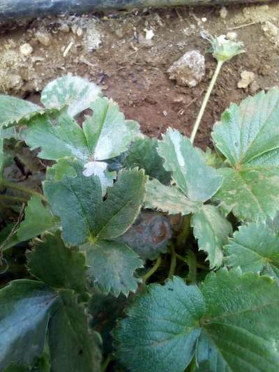 Powdery Mildew of Strawberry - Strawberry