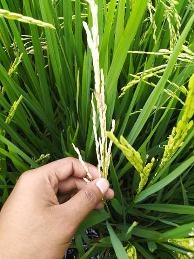 Stem Borer - Rice