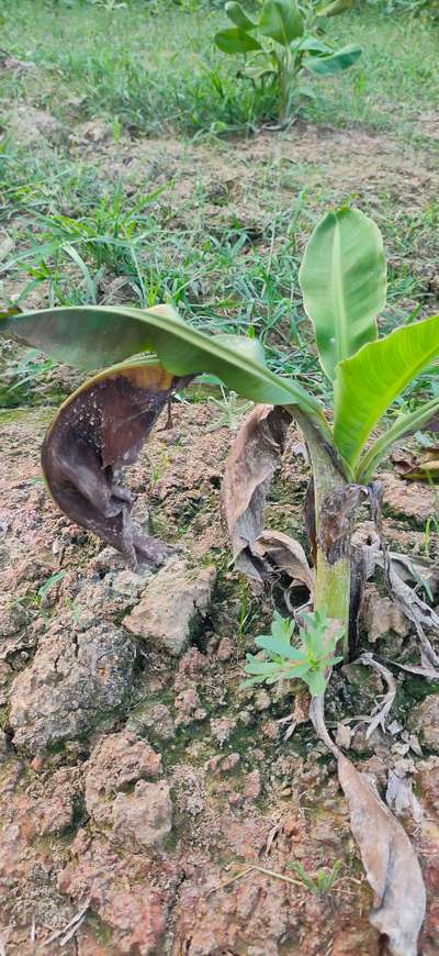 केले के पत्ते के धब्बे - केला