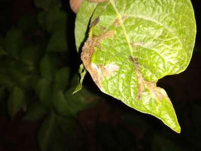 Tomato Leaf Miner - Potato