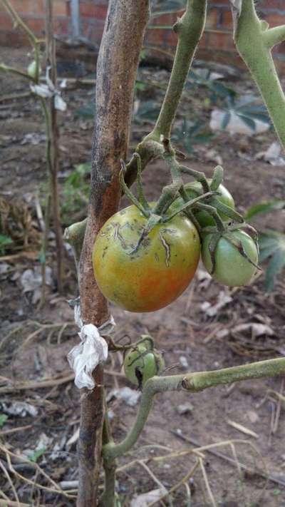 Rugosidade no Tomate - Tomate