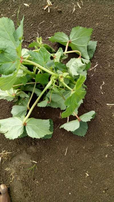 Boron Deficiency - Okra