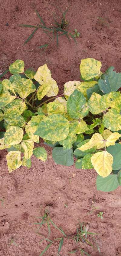 Bean Golden Mosaic Virus - Black & Green Gram