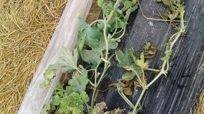 Downy Mildew of Cucurbits - البطيخ