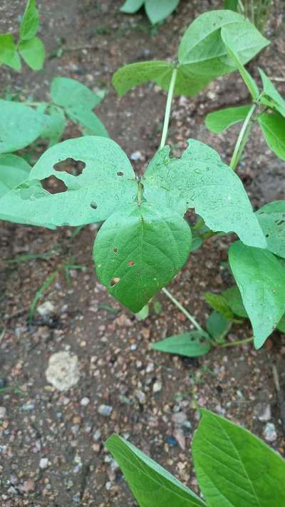 Flea Beetles - Black & Green Gram