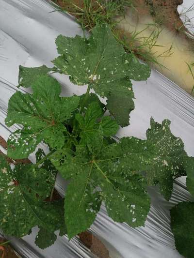 Flea Beetles - Okra