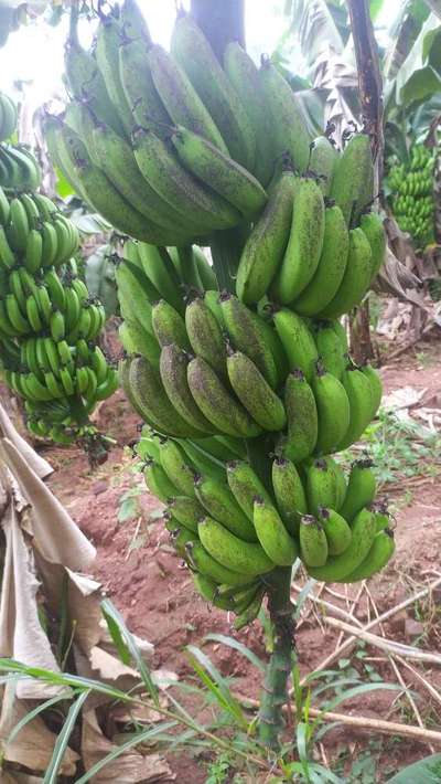 ಚುಕ್ಕೆ ರೋಗ/ಆಂತ್ರಾಕ್ನೋಸ್ - ಬಾಳೆಹಣ್ಣು