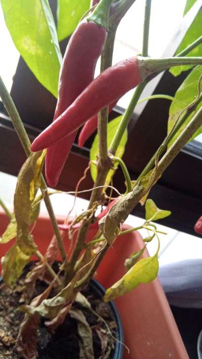 Wet Rot - Capsicum & Chilli