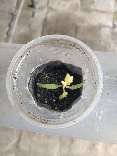 Sulfur Deficiency - Tomato