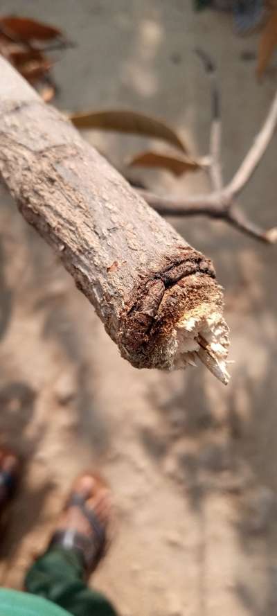 Mango Stem Borer - ఆలివ్