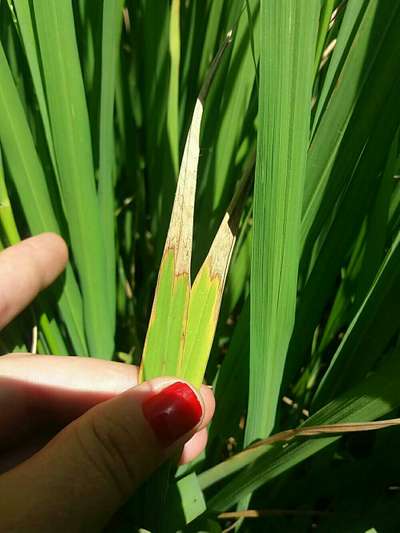 Leaf Miner Flies - Rice