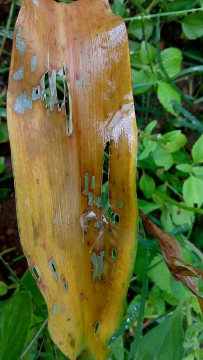 ಸಾರಜನಕ ಕೊರತೆ - ಮೆಕ್ಕೆ ಜೋಳ