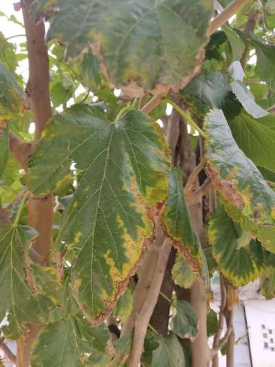 Potassium Deficiency - Grape