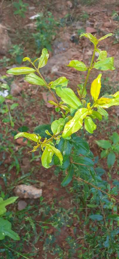 Chilli Thrips - Pomegranate