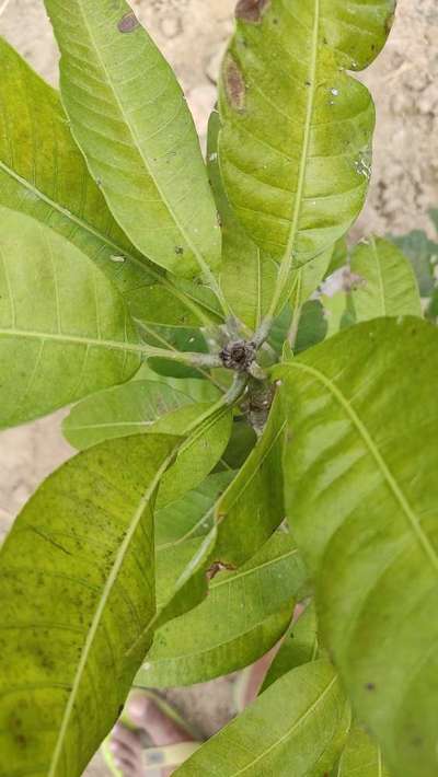 Mango Shoot Borer - Mango