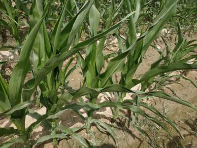 Boron Deficiency - Maize