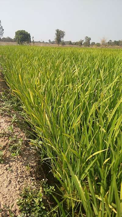 Zinc Deficiency - Rice