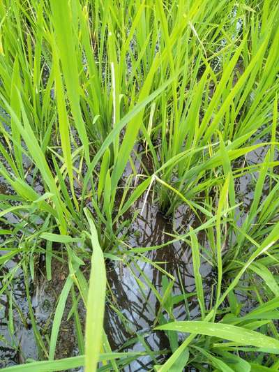 Nitrogen Deficiency - Rice