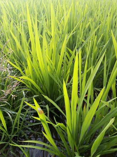 Asiatic Rice Borer - Rice