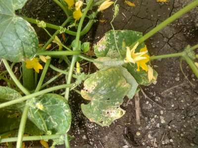 Downy Mildew - Cucumber