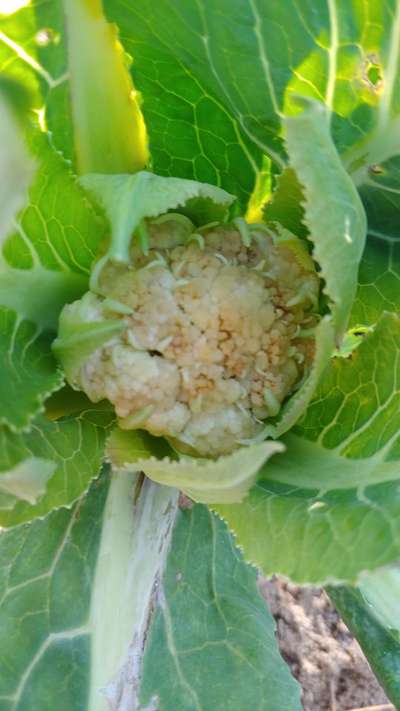 Boron Deficiency - Cauliflower