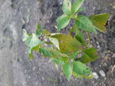 Chilli Cercospora Leaf Spot - Capsicum & Chilli