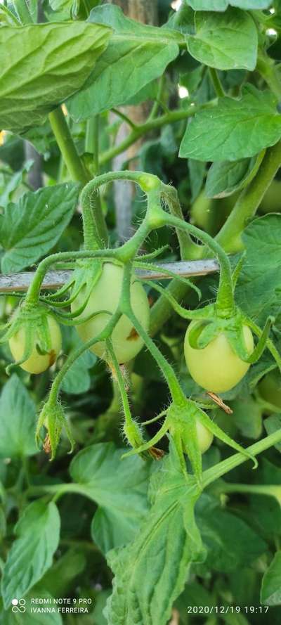 Deficiencia de calcio - Tomate