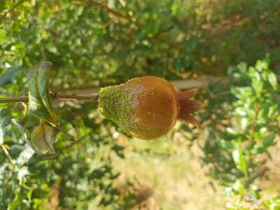 Aphids - Pomegranate