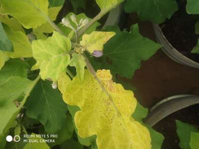 Leafhoppers and Jassids - Brinjal
