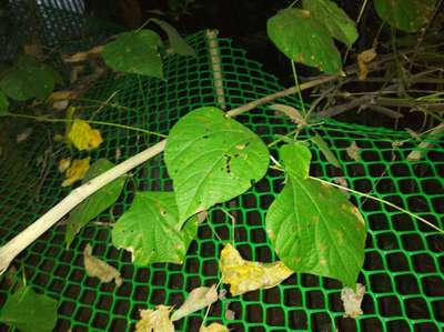 ফ্লী বিটল - শিম
