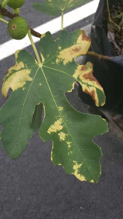 Leaf Variegation - Grape