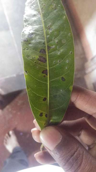 Bacterial Black Spot of Mango - Mango