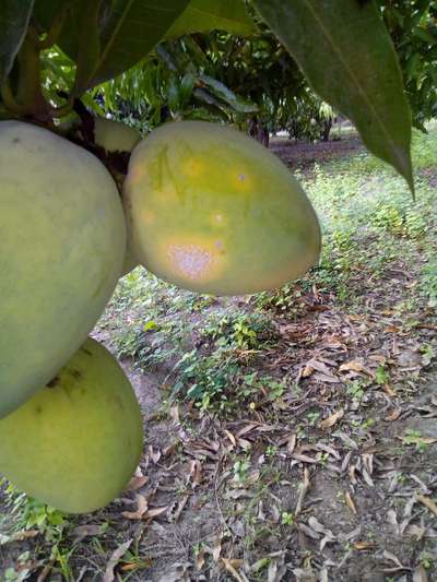 Antracnosis de la papaya y el mango - Mango