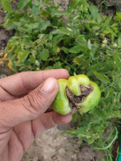 Tomato Catface - Tomato