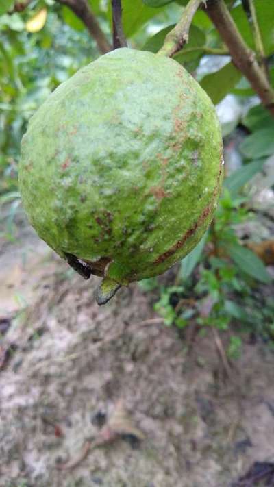 থ্রিপস - তুলা