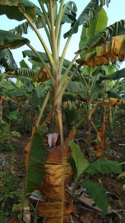 ಪೊಟ್ಯಾಸಿಯಮ್  ಕೊರತೆ - ಬಾಳೆಹಣ್ಣು