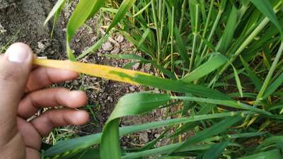 Calcium Deficiency - Wheat