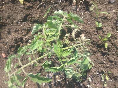 Tomato Yellow Leaf Curl Virus - Tomato