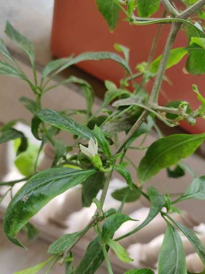 Spider Mites - Capsicum & Chilli