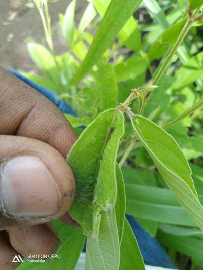 Bean Leaf Webber - Pigeon Pea & Red Gram