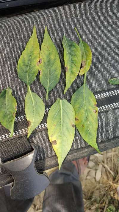 Chilli Cercospora Leaf Spot - Capsicum & Chilli