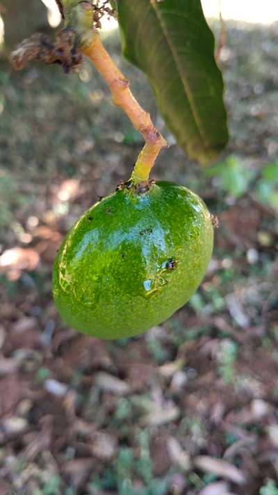 ಮೆಡಿಟರೇನಿಯನ್ ಹಣ್ಣಿನ ನೊಣ - ಸಿಟ್ರಸ್ (ನಿಂಬೆ, ಕಿತ್ತಳೆ ಹಾಗು ಇತರ ನಿಂಬೆ ಜಾತಿ ಬೆಳೆಗಳು)