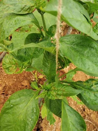 Thrips - Capsicum & Chilli