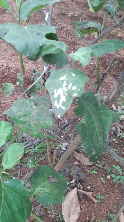 Whiteflies - Brinjal