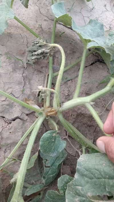 Gummy Stem Blight of Cucurbits - Melon