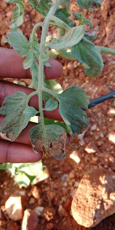 Early Blight - Tomato